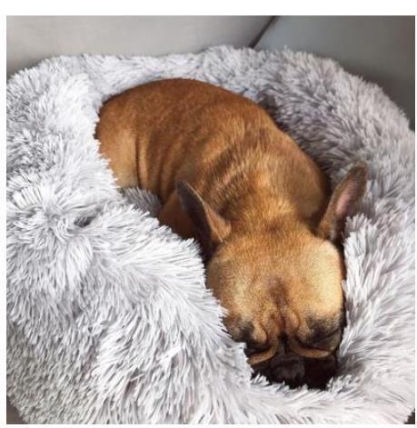 Dog and Cat Bed